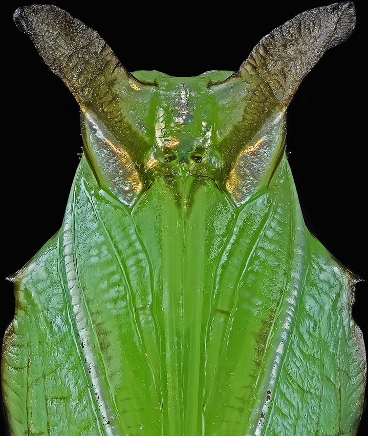 Insektenmodell Schmetterlingspuppe