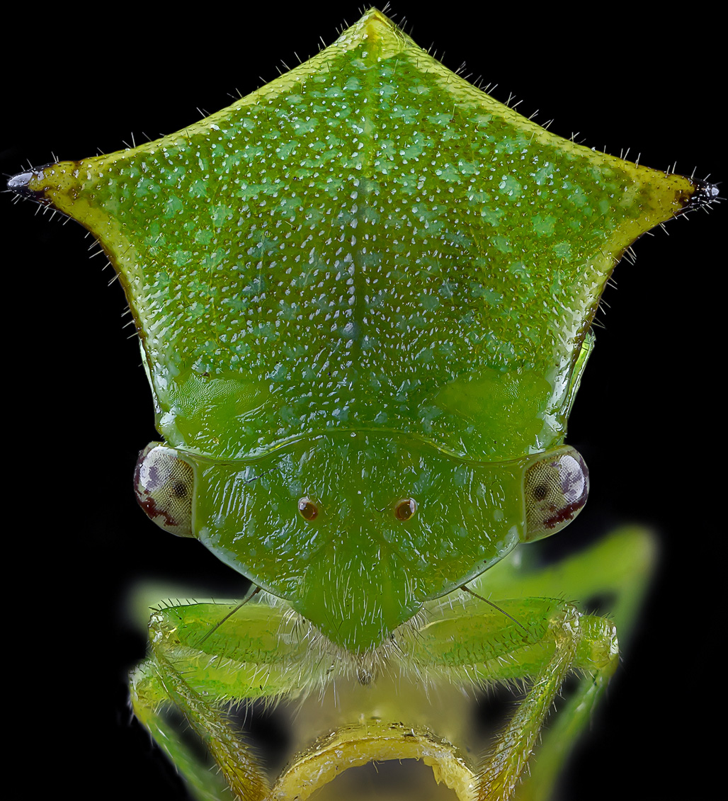 Insektenmodell Zikade